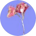 Dot Wilkin Dot Wilkin