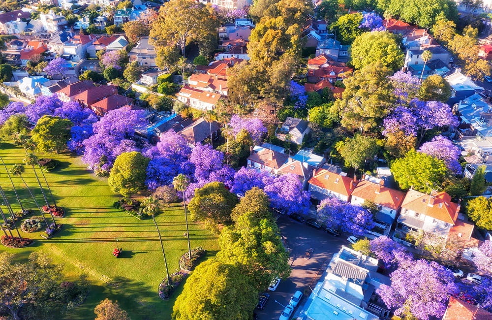Tree-lined Sydney residential suburb with family homes highlighting demand in the Sydney property market